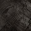 Tane - Console Sugi ban