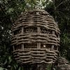 Baobab - Egg Shape