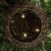 Baobab - Ufo Shape