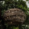 Baobab - Ufo Shape