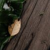 Coffee Table - Teak